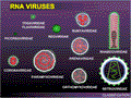 11 RNA Virus Families