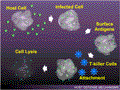 T-Killer Cell activity