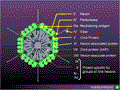 Structure & Proteins/ cross section