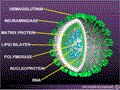 Influenza Cross Section of Structure