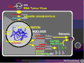 Retrovirus Life Cycle